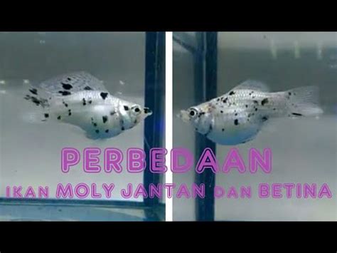 Karo sentabi birds 2 months ago. PERBEDAAN IKAN MOLI JANTAN DAN BETINA - YouTube