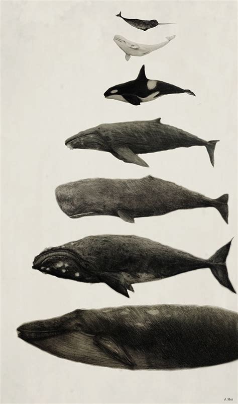 The humpback whale (megaptera novaeangliae) is a species of baleen whale. Pin on INSPIRATION