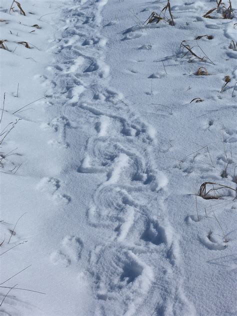 Porcupine Tracks In The Snow We Came Across These Porcupin Flickr