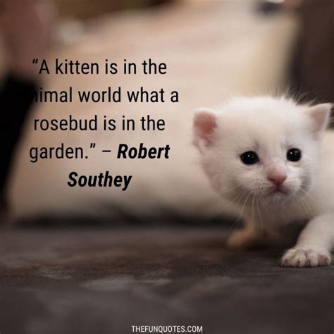 20 Kitten Sayings And Kitten Quotes With Images Thefunquotes
