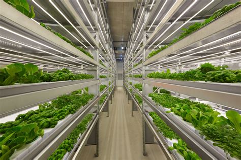 A Quick Introduction To Vertical Farming Methods Global Garden