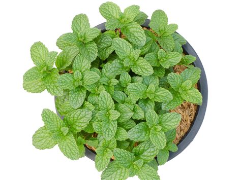 Indoor Peppermint Plant Care How To Grow Peppermint Inside