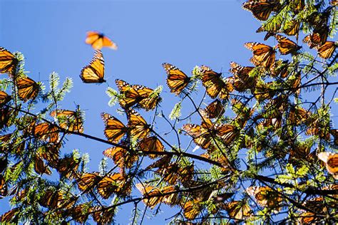 Monarch Butterfly Blue Sky Stock Photos Pictures And Royalty Free Images