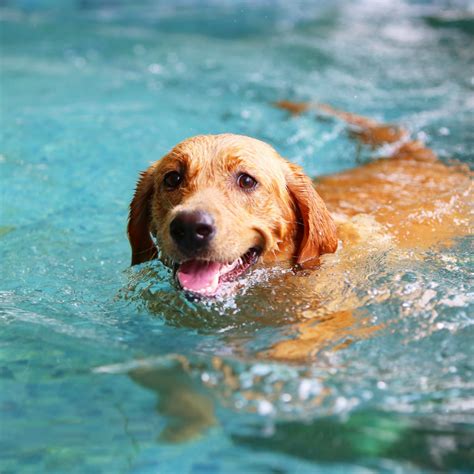 Swimming Safety Tips For Your Dog City Dog Expert