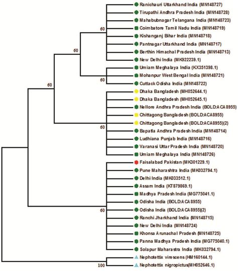 Phylogenetic Neighbor Joining Tree Constructed From Coi Gene Sequences Download Scientific