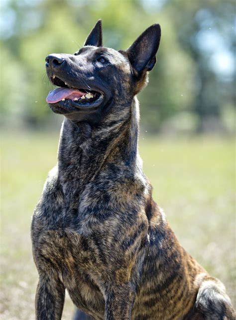 Moss K9 Dutch Shepherd Puppies For Sale Breeder Malinois Puppies