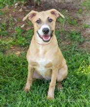 Periodic emails are sent to foster parents to let everyone know what dogs and cats need fostering. Dog Adoptions | Dog Shelter Atlanta | Furkids - Georgia's ...