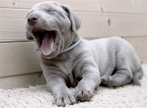 How Much Sleep Do Puppies Need Heres How To Make Sure