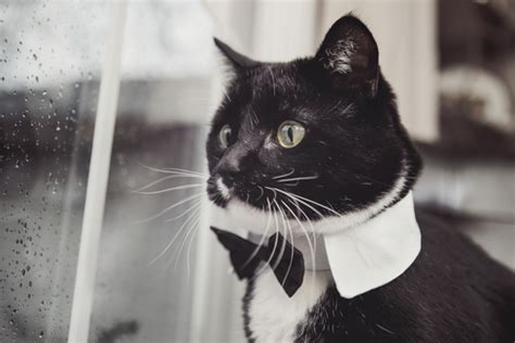 All About Tuxedo Cats→ Facts Lifespan And Intelligence