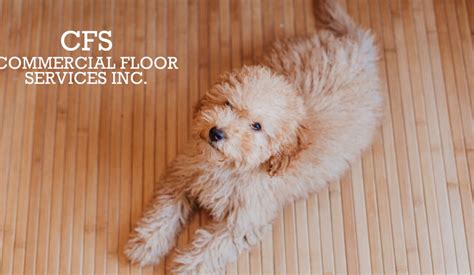 5 Best Dog Friendly Flooring Options Cfs Design Studio