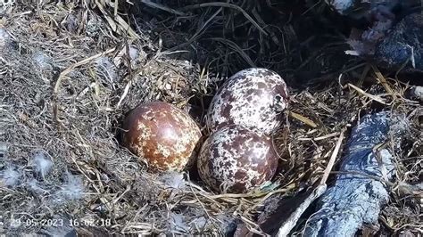 Poole Harbour Ospreys Cj7 And Blue 022s First Egg Starts Hatching Dad Tries To Feed It 29 May
