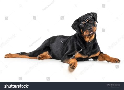 Dog Rottweiler Lying Down Funny Face Stock Photo 1815654536 Shutterstock