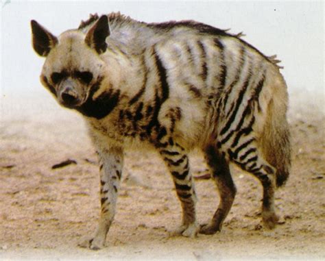 तरस Hyena मराठी विश्वकोश