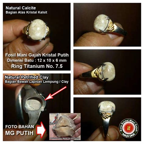 Bernama latin curcuma xanthorrhiza, rempah ini dikenal hingga negara tetangga, termasuk malaysia. Ciri Fosil Mani Gajah 2 Alam Yang Asli - NAQSDNA.com