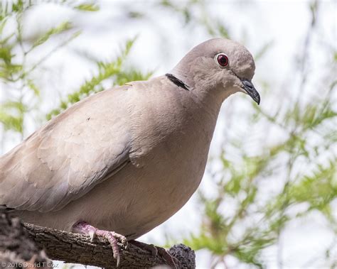 Eurasian Collared Dove Buckskin Mtn St Park Parker Az Daves