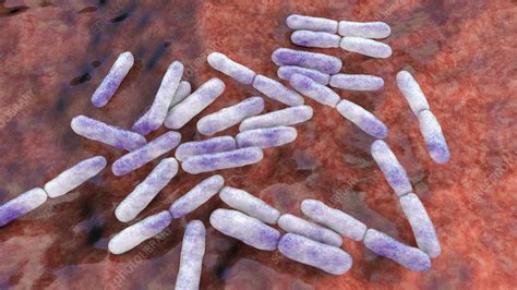Bifidobacterium Bacteria Illustration Stock Image F0307435