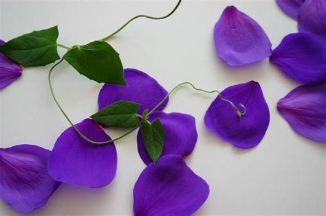 Free Images Nature Vine Leaf Flower Purple Petal Color Blue