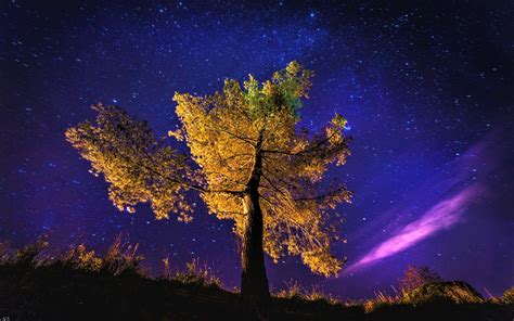 Autumn Tree On A Starry Night Hd Wallpaper Background