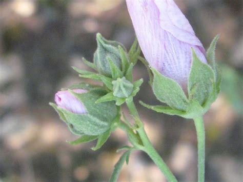 Imparate a conoscere queste piante, a distinguerle e di conseguenza a fare attenzione! Scheda botanica di Altea canapina (Althaea cannabina L ...