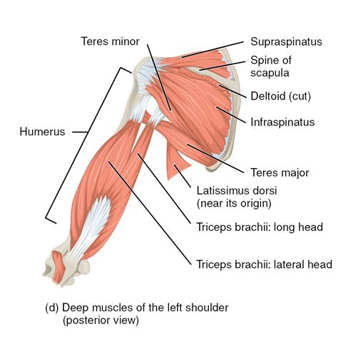 Rotator Cuff Muscles Anatomy