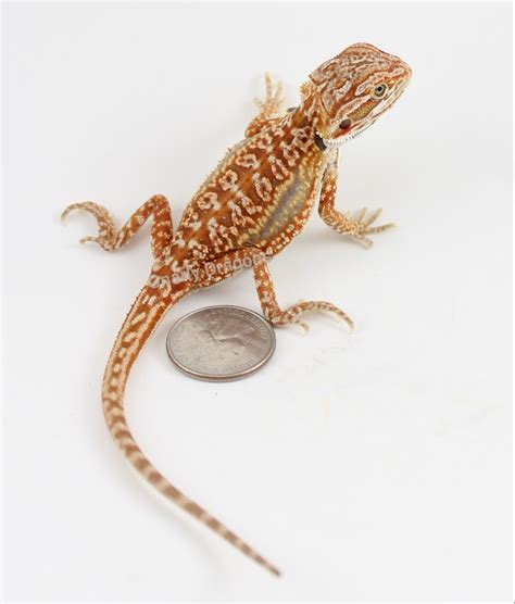 Jaxcl5 Female Hypo Leather Dunner Het Trans Central Bearded Dragon