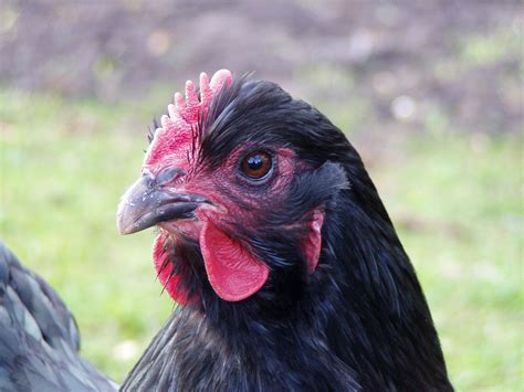 Fileorpington Chicken Head Wikimedia Commons