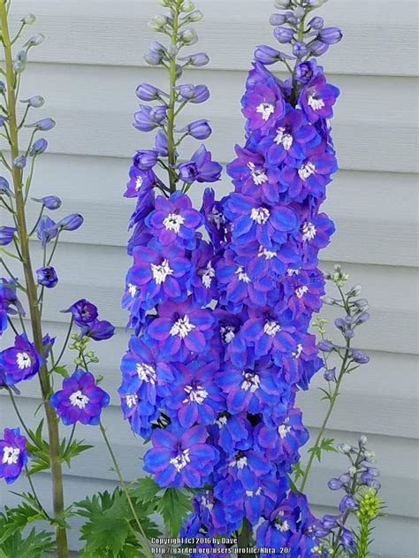 Delphiniums Plant Care And Collection Of Varieties