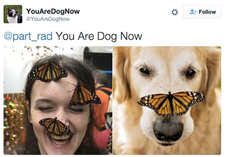 You Are Dog Now Matches Your Selfies With Your Dog Twin Barkpost