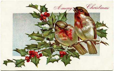 Free Christmas Bird Wallpaper Wallpapersafari