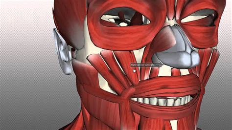 Muscles Of Facial Expression Anatomy Tutorial Part 2 Youtube