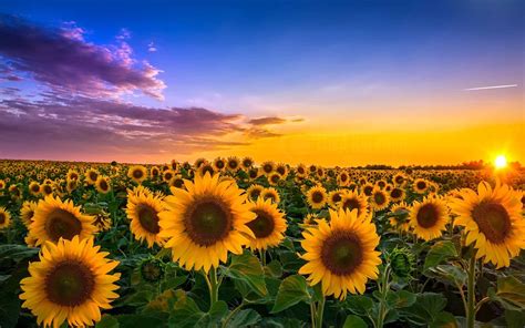 15 Choices Aesthetic Sunflower Wallpaper For Chromebook You Can Save It