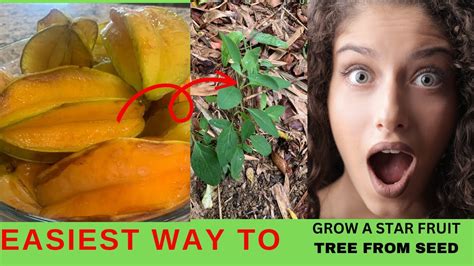 How To Grow A Star Fruit From Seed Easiest Method Shocking Results