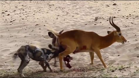 Best Attack Of Wild Dogs Vs Impala Life هجوم كلاب بريه على غزال واكله