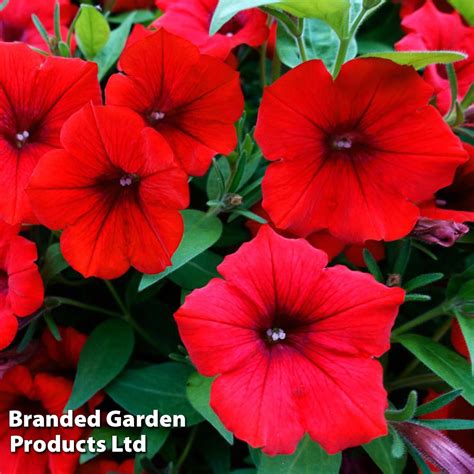 Petunia Trailing Surfinia Deep Red Dobies