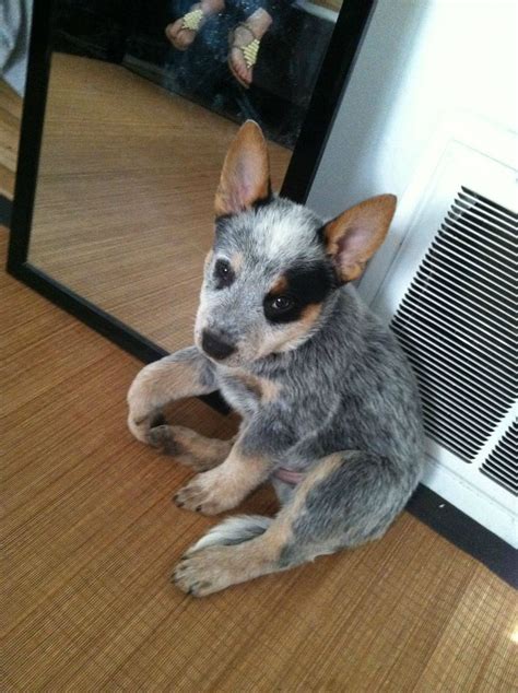 341 Best Australian Cattle Dogs Bluered Heelers Images