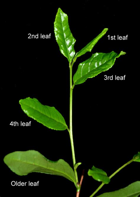 Photograph Of The Leaf Tissue Of The Tea Plant Cultivar ‘longjing43