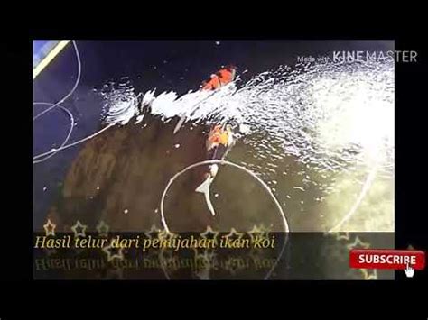 Berbagai jenis ikan memiliki warna dan bentuk yang berbeda. Hasil telur dari pemijahan ikan koi - YouTube