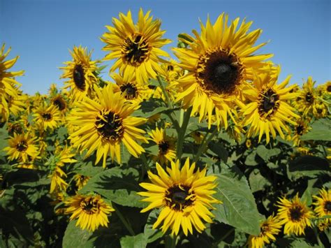 Maybe you would like to learn more about one of these? Big and Small Sunflower Varieties - Different Sunflower ...