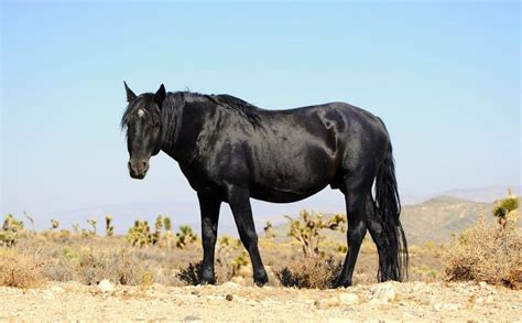 Mustang Horse Breed Information History Videos Pictures