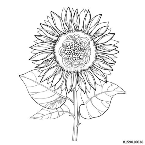 We have collect images about outline sunflower drawing easy including images pictures photos wallpapers and more. Sunflower Outline Drawing at GetDrawings | Free download