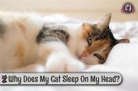 It turns out that cheek rubs are cats' way of making you family, so we reached out to the experts to learn more. Why Does My Cat Sleep On My Head? | Sweetie Kitty - 2018