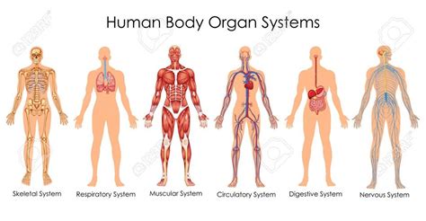 Anatomy Human Body Systems Chart Sexiz Pix