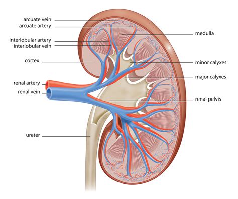 The liver is located at the lower end of the rib cage on the gallbladder and kidneys lie just below the rib cage. The Anatomy of a Kidney - Interactive Biology, with Leslie ...
