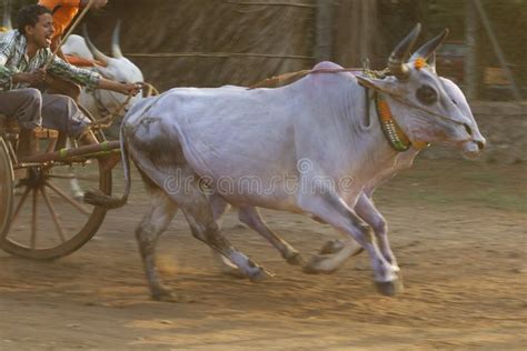 Traditional Bullock Cart Race Editorial Stock Photo Image Of Back