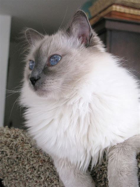 Long Haired Cat With Blue Eyes Looks Just Like My 17 Lb Male Sam