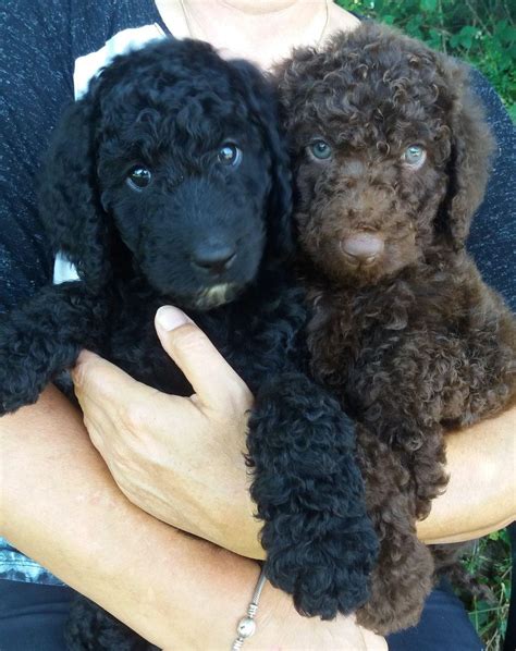 Let us know if we are so excited about little dodger, i just love those black points on his face and feet. Chocolate & Black Standard Poodles For Sale | Carnarvon ...