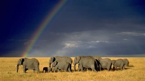 Nature Landscape Animals Wildlife Elephants Savannah Wallpapers Hd