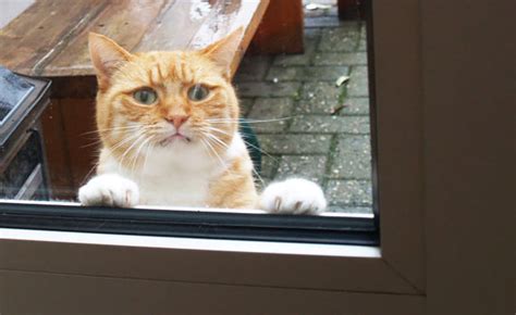 Cats do run away from home. 18 Cats That Would REALLY Like to Come Back Inside
