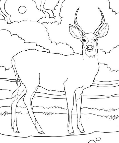 Coloring Page Deer 2576 Animals Printable Coloring Pages
