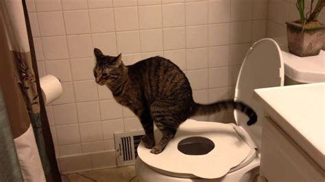 Cat Poop In Toilet